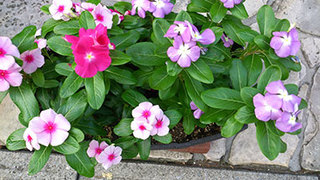 20140730Hana02.jpg